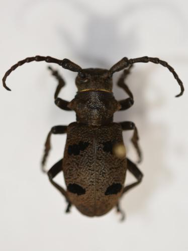 Herophila tristis